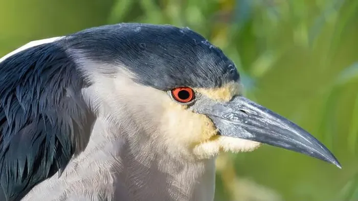 Framed Print : Adult, Black-crowned Night-Heron Headshot. Ed R. Levin County Park, Santa Clara County, California, USA