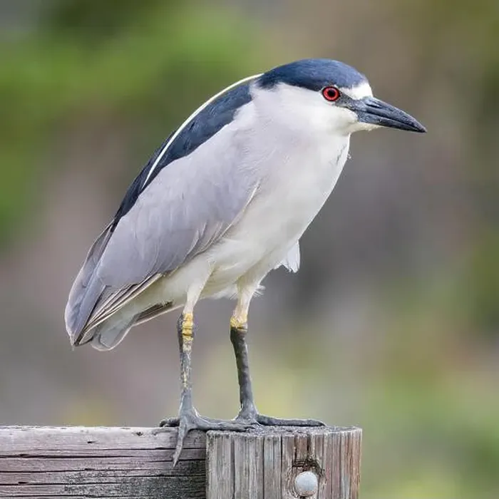 Framed Print : Adult Black-crowned Night-Heron with muddy feet. Palo Alto Baylands, Santa Clara County, California, USA Framed Print : Adult Black-crowned Night-Heron with muddy feet. Palo Alto Baylands, Santa Clara County, California, USA