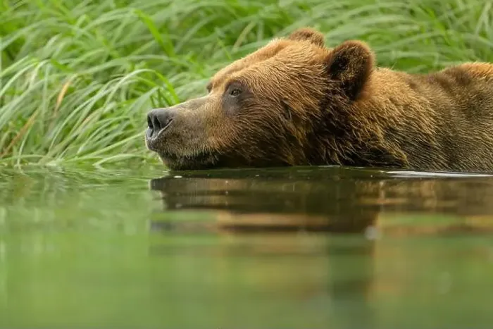 Framed Print : Adult Brown Bear swimming in estuary in Khutzeymateen Sanctuary Framed Print : Adult Brown Bear swimming in estuary in Khutzeymateen Sanctuary