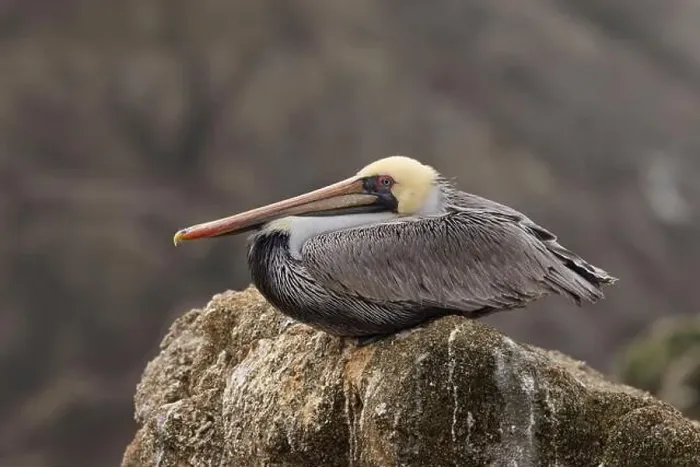 Framed Print : Adult Brown Pelican (Pelecanus occidentalis) resting on a near-shore rock outcropping at the Pacific Ocean Framed Print : Adult Brown Pelican (Pelecanus occidentalis) resting on a near-shore rock outcropping at the Pacific Ocean