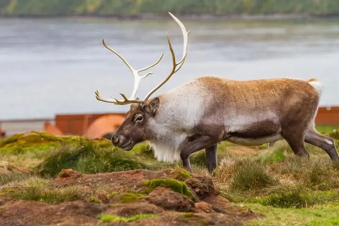 Framed Print : An adult bull introduced reindeer (Rangifer tarandus) before eradication in Stromness Bay, South Georgia, Polar Regions