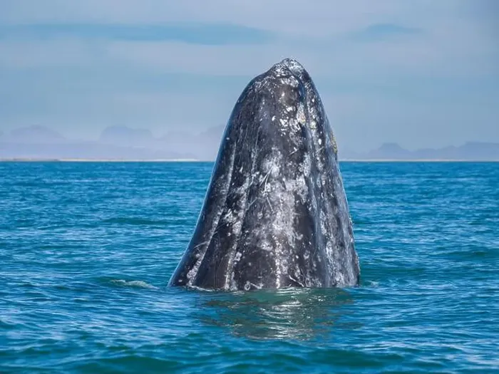 Framed Print : Adult California gray whale (Eschrictius robustus) Framed Print : Adult California gray whale (Eschrictius robustus)