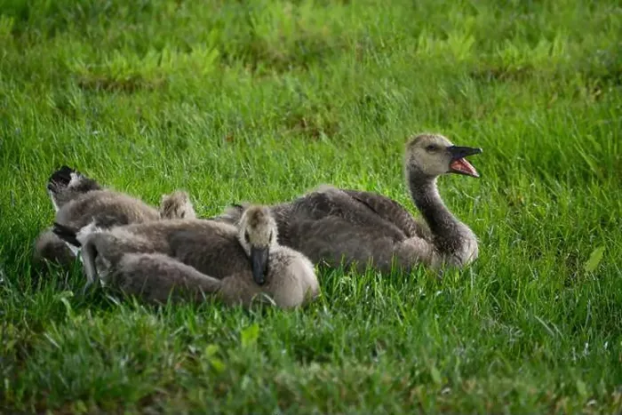 Framed Print : Adult Canada geese and their goslings in a public park in Flat Rock, North Carolina Framed Print : Adult Canada geese and their goslings in a public park in Flat Rock, North Carolina