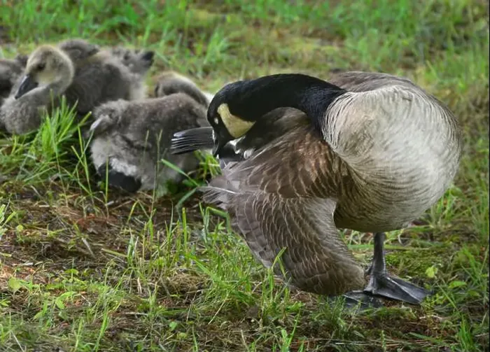 Framed Print : Adult Canada geese and their goslings in a public park in Flat Rock, North Carolina Framed Print : Adult Canada geese and their goslings in a public park in Flat Rock, North Carolina