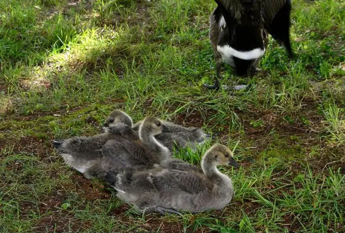 Framed Print : Adult Canada geese and their goslings in a public park in Flat Rock, North Carolina Framed Print : Adult Canada geese and their goslings in a public park in Flat Rock, North Carolina