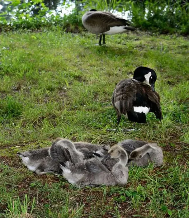 Framed Print : Adult Canada geese and their goslings in a public park in Flat Rock, North Carolina Framed Print : Adult Canada geese and their goslings in a public park in Flat Rock, North Carolina