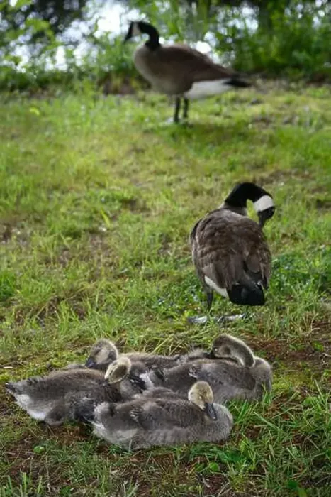 Framed Print : Adult Canada geese and their goslings in a public park in Flat Rock, North Carolina Framed Print : Adult Canada geese and their goslings in a public park in Flat Rock, North Carolina