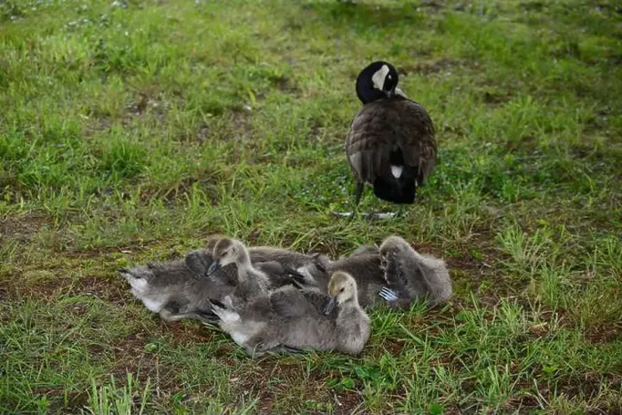 Framed Print : Adult Canada geese and their goslings in a public park in Flat Rock, North Carolina Framed Print : Adult Canada geese and their goslings in a public park in Flat Rock, North Carolina