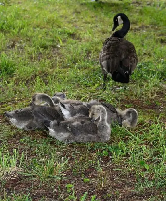 Framed Print : Adult Canada geese and their goslings in a public park in Flat Rock, North Carolina Framed Print : Adult Canada geese and their goslings in a public park in Flat Rock, North Carolina