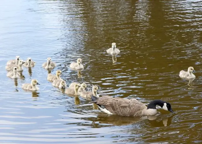 Framed Print : Adult Canada geese with goslings swimming in a pond at a public city park on a sunny spring day Framed Print : Adult Canada geese with goslings swimming in a pond at a public city park on a sunny spring day