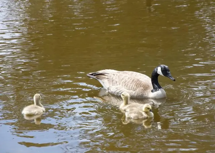 Framed Print : Adult Canada geese with goslings swimming in a pond at a public city park on a sunny spring day