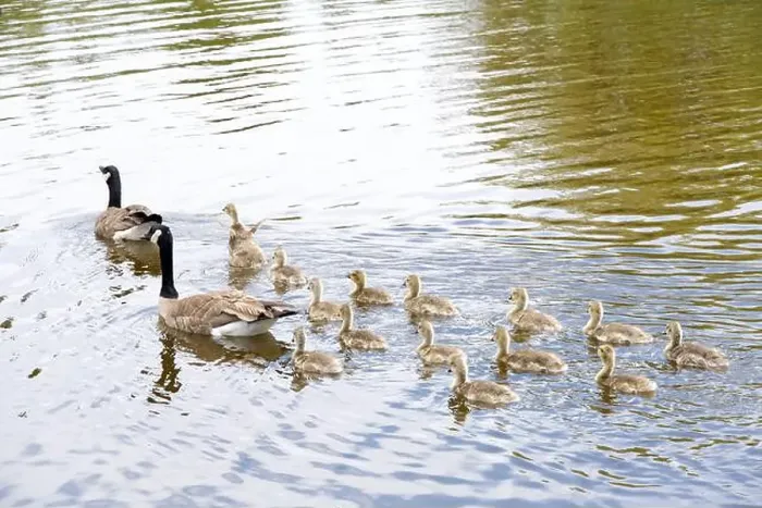 Framed Print : Adult Canada geese with goslings swimming in a pond at a public city park on a sunny spring day Framed Print : Adult Canada geese with goslings swimming in a pond at a public city park on a sunny spring day