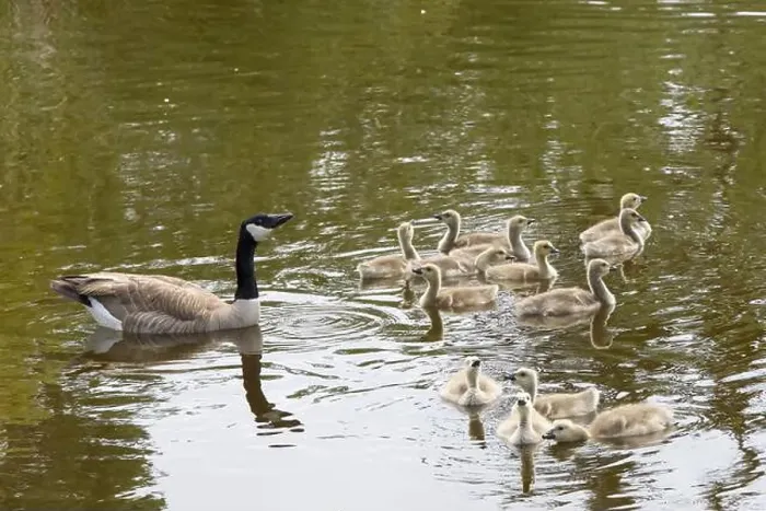 Framed Print : Adult Canada geese with goslings swimming in a pond at a public city park on a sunny spring day. Drinking the water Framed Print : Adult Canada geese with goslings swimming in a pond at a public city park on a sunny spring day. Drinking the water