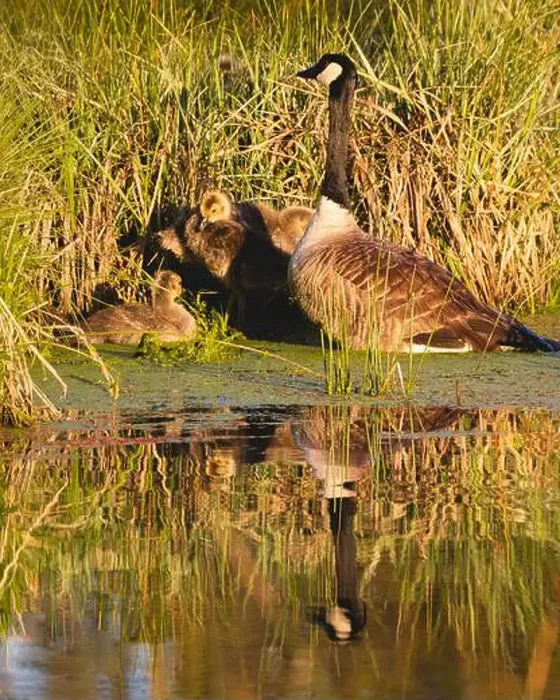 Framed Print : Adult Canada goose (Branta canadensis)