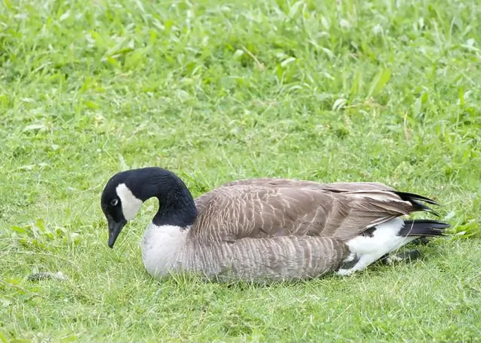 Framed Print : One adult Canada Goose laying in green grass in city park Framed Print : One adult Canada Goose laying in green grass in city park