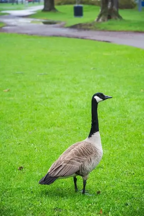 Framed Print : Adult Canada goose at Rapids Park in LaSalle, Montreal, Quebec, Canada Framed Print : Adult Canada goose at Rapids Park in LaSalle, Montreal, Quebec, Canada