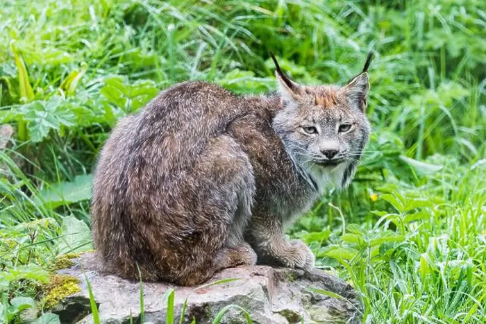 Framed Print : An adult Canada Lynx pictured on a large rock surrounded by grass Framed Print : An adult Canada Lynx pictured on a large rock surrounded by grass