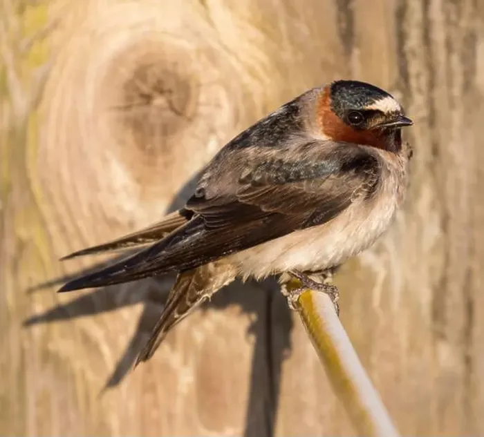 Framed Print : Adult Cliff Swallow perches on wire. Palo Alto Baylands, Santa Clara County, California, USA Framed Print : Adult Cliff Swallow perches on wire. Palo Alto Baylands, Santa Clara County, California, USA