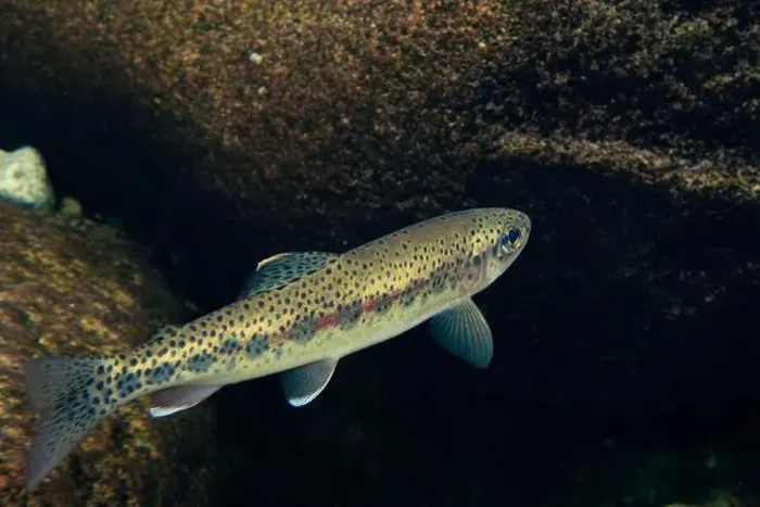 Framed Print : Adult Cutthroat trout in a clear water stream Framed Print : Adult Cutthroat trout in a clear water stream