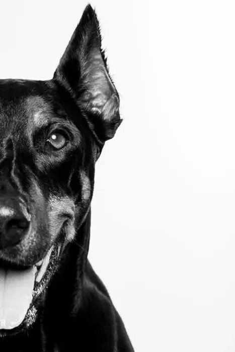 Framed Print : Adult female Doberman Pinscher Framed Print : Adult female Doberman Pinscher