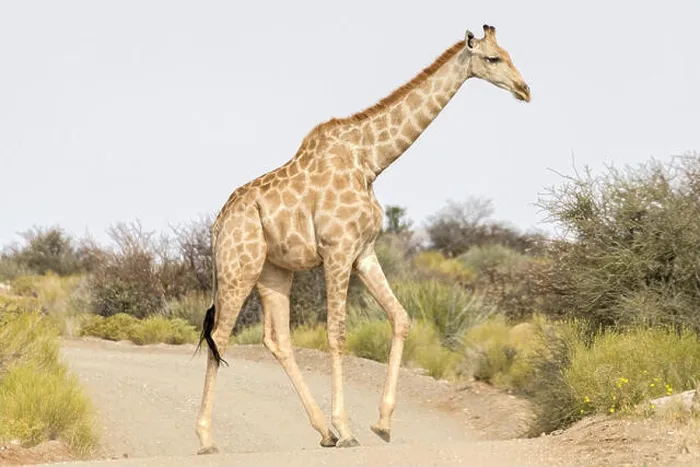 Framed Print : Adult female Giraffe walking across track, Augrabies Falls National Park, Namaqualand, Northern Cape, South Africa