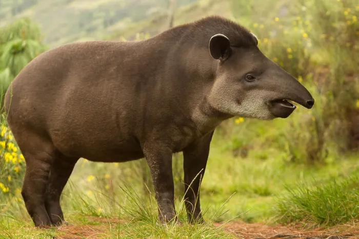 Framed Print : Adult Female Mountain Tapir In The Wood Shot In The Ecuadorian Highlands Of Andes Framed Print : Adult Female Mountain Tapir In The Wood Shot In The Ecuadorian Highlands Of Andes