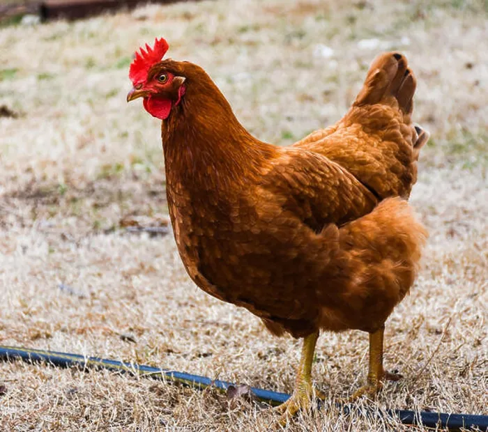Framed Print : Adult female Rhode Island Red hen walking across farmyard in early spring Framed Print : Adult female Rhode Island Red hen walking across farmyard in early spring