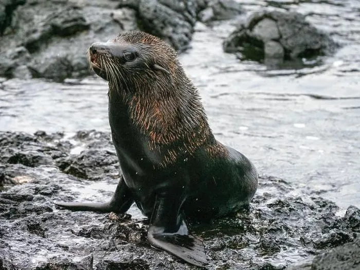 Framed Print : An adult Galapagos fur seal (Arctocephalus galapagoensis), Santiago Island, Galapagos, Ecuador, South America Framed Print : An adult Galapagos fur seal (Arctocephalus galapagoensis), Santiago Island, Galapagos, Ecuador, South America