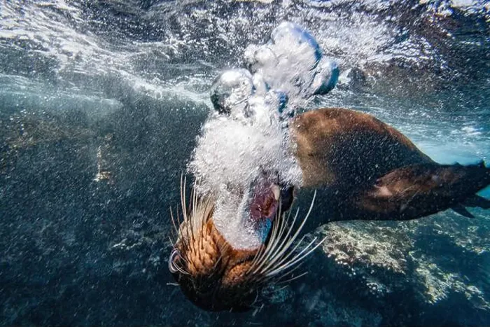 Framed Print : Adult Galapagos sea lion (Zalophus wollebaeki) underwater in the Galapagos Island Archipelago Framed Print : Adult Galapagos sea lion (Zalophus wollebaeki) underwater in the Galapagos Island Archipelago