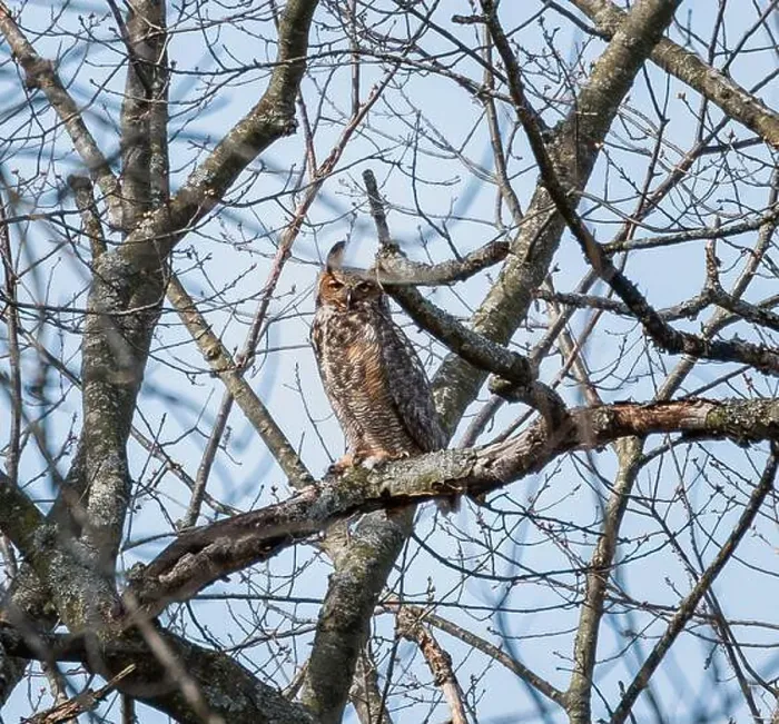 Framed Print : Adult great horned owl sittting on tree branch on spring day Framed Print : Adult great horned owl sittting on tree branch on spring day