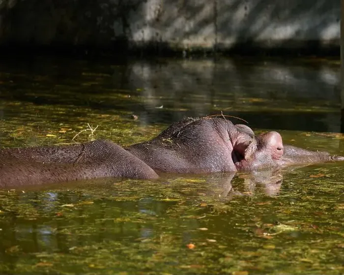 Framed Print : An adult hippopotamus swims in a pond on an autumn day Framed Print : An adult hippopotamus swims in a pond on an autumn day