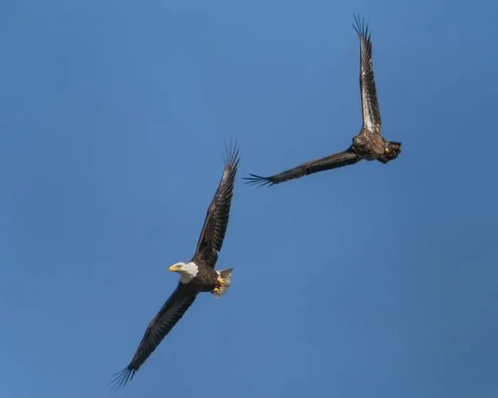 Framed Print : An adult and immature bald eagle flying together Framed Print : An adult and immature bald eagle flying together