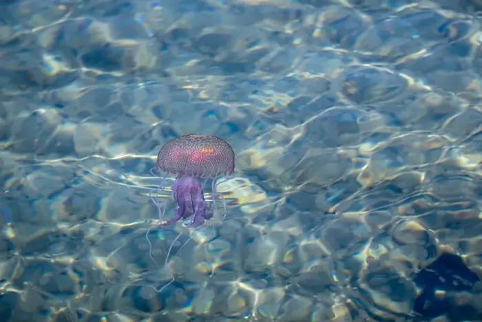 Framed Print : Adult jellyfish with offspring, Mediterranean sea, Lipari, Italy Framed Print : Adult jellyfish with offspring, Mediterranean sea, Lipari, Italy