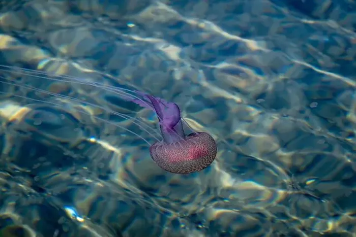 Framed Print : Adult jellyfish with offspring, Mediterranean sea, Lipari, Italy Framed Print : Adult jellyfish with offspring, Mediterranean sea, Lipari, Italy