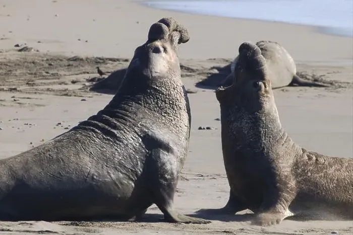 Framed Print : Adult male northern elephant seal bulls roar and battle at Piedras Blancas along Pacific Ocean coast in California, USA Framed Print : Adult male northern elephant seal bulls roar and battle at Piedras Blancas along Pacific Ocean coast in California, USA