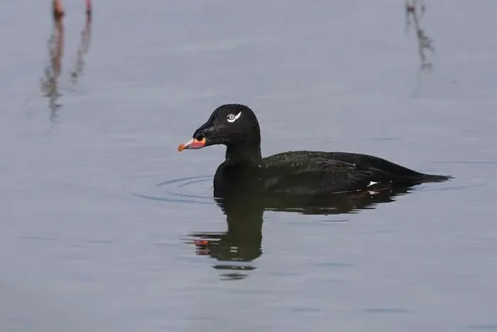 Framed Print : Adult male White-winged Scoter (Melanitta deglandi) on water Framed Print : Adult male White-winged Scoter (Melanitta deglandi) on water