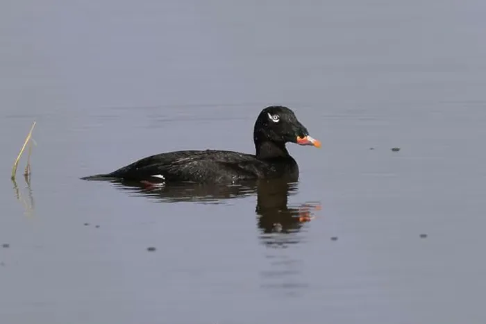 Framed Print : Adult male White-winged Scoter (Melanitta deglandi) on water Framed Print : Adult male White-winged Scoter (Melanitta deglandi) on water