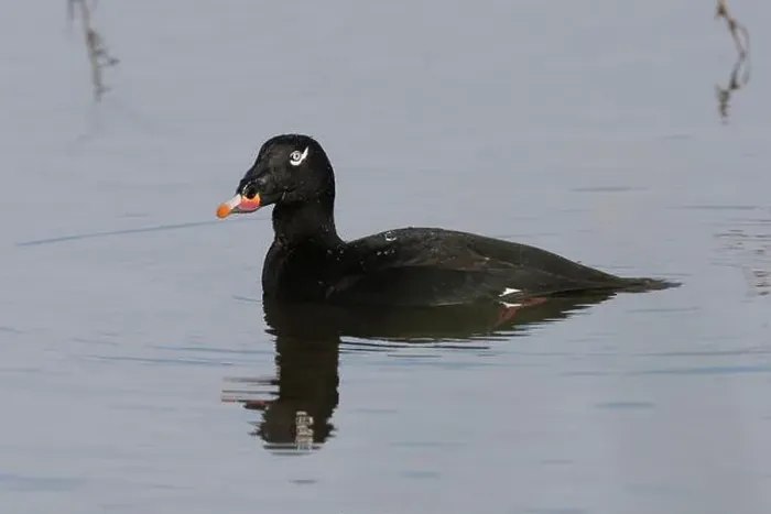 Framed Print : Adult male White-winged Scoter (Melanitta deglandi) on water Framed Print : Adult male White-winged Scoter (Melanitta deglandi) on water