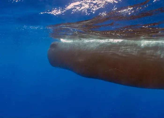 Framed Print : An adult Sperm Whale (Physeter macrocephalus) in the Caribbean Sea Framed Print : An adult Sperm Whale (Physeter macrocephalus) in the Caribbean Sea