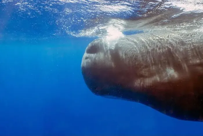 Framed Print : An adult Sperm Whale (Physeter macrocephalus) in the Caribbean Sea Framed Print : An adult Sperm Whale (Physeter macrocephalus) in the Caribbean Sea