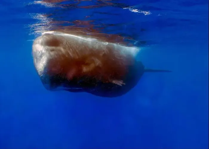 Framed Print : An adult Sperm Whale (Physeter macrocephalus) in the Caribbean Sea Framed Print : An adult Sperm Whale (Physeter macrocephalus) in the Caribbean Sea