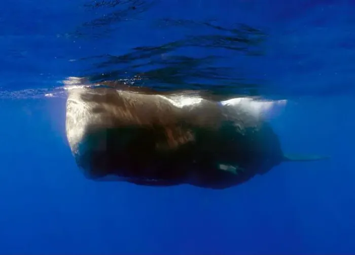 Framed Print : An adult Sperm Whale (Physeter macrocephalus) in the Caribbean Sea Framed Print : An adult Sperm Whale (Physeter macrocephalus) in the Caribbean Sea