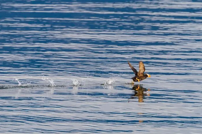 Framed Print : Adult tufted puffin (Fratercula cirrhata) on the water at South Marble Island Framed Print : Adult tufted puffin (Fratercula cirrhata) on the water at South Marble Island