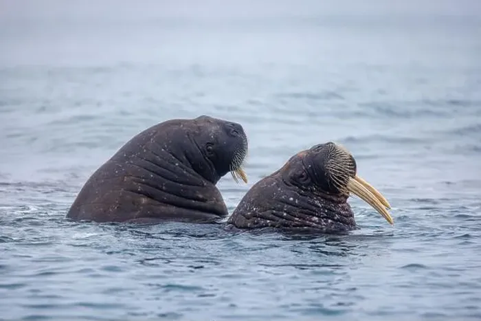 Framed Print : Adult walruses, Odobenus rosmarus Framed Print : Adult walruses, Odobenus rosmarus