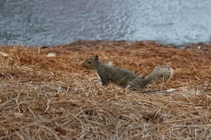 Framed Print : An adventurous little squirrel exploring its environment Framed Print : An adventurous little squirrel exploring its environment