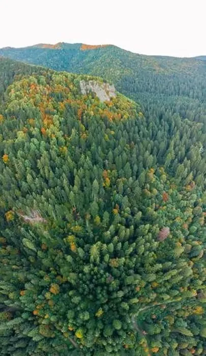 Framed Print : Aerial top down beautiful view over the forest in autumn Framed Print : Aerial top down beautiful view over the forest in autumn