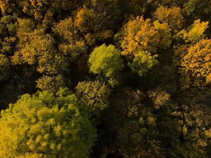 Framed Print : aerial drone fligt over forest in autumn Framed Print : aerial drone fligt over forest in autumn