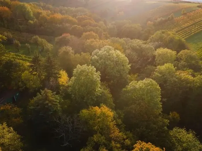Framed Print : aerial drone fligt over forest in autumn Framed Print : aerial drone fligt over forest in autumn
