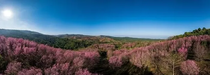 Framed Print : Aerial drone panorama of pink sakura cherry blossom on Phu Lom Lo mountain, Phitsanulok and Loei Province, Thailand