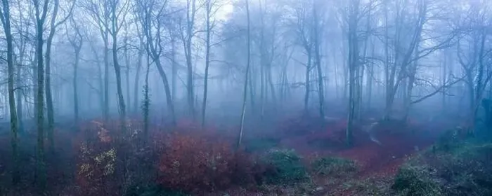 Framed Print : Aerial drone photo of autumn trees in thick fog weather conditions Framed Print : Aerial drone photo of autumn trees in thick fog weather conditions